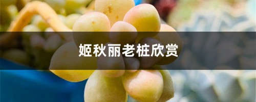 姬秋丽老桩欣赏